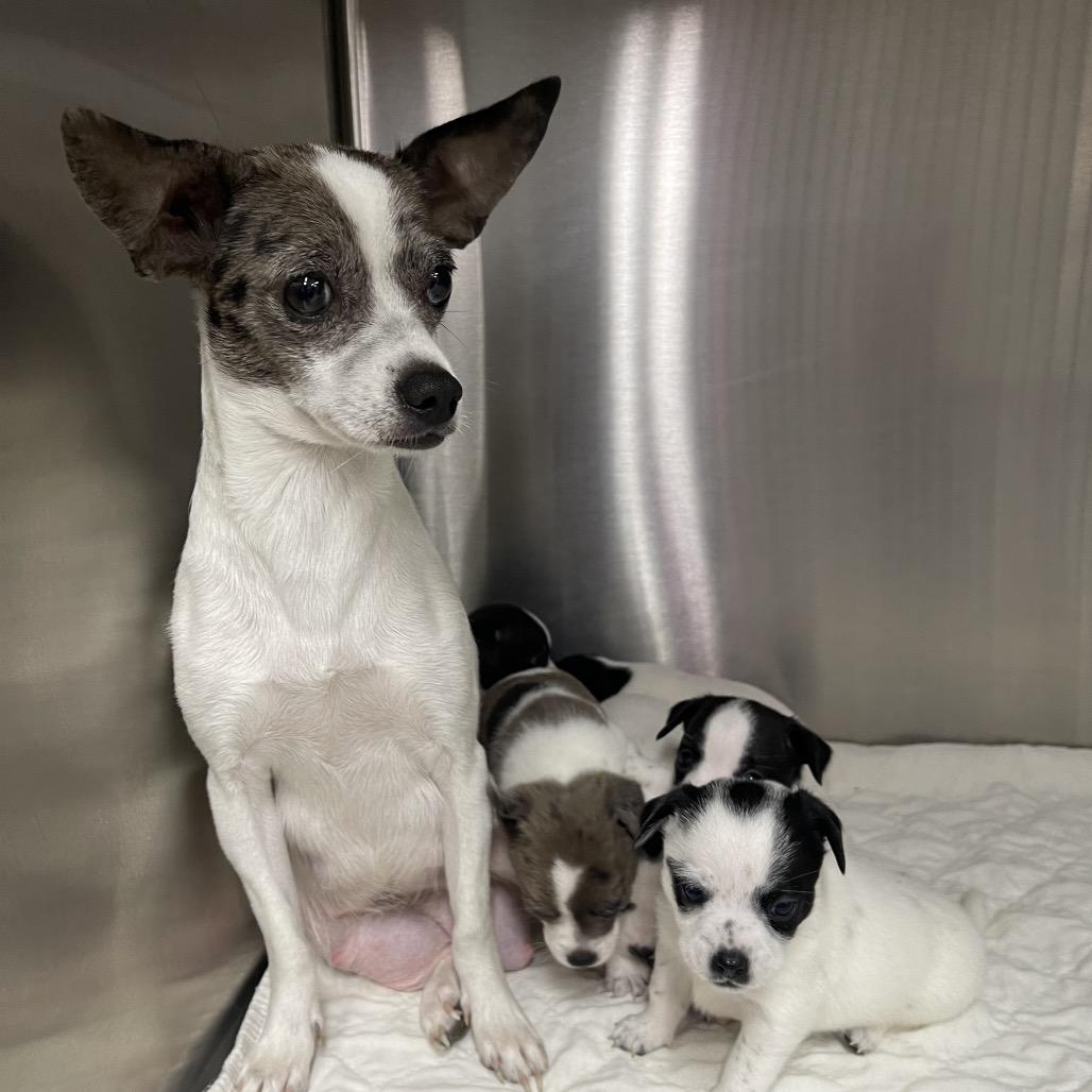 Enlarge Angie, a Adoptable mixed breed in Dallas, TX image 3/6