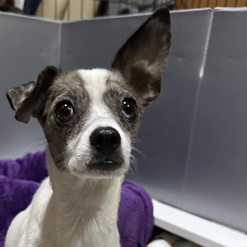 Enlarge Angie, a Adoptable mixed breed in Dallas, TX image 4/6