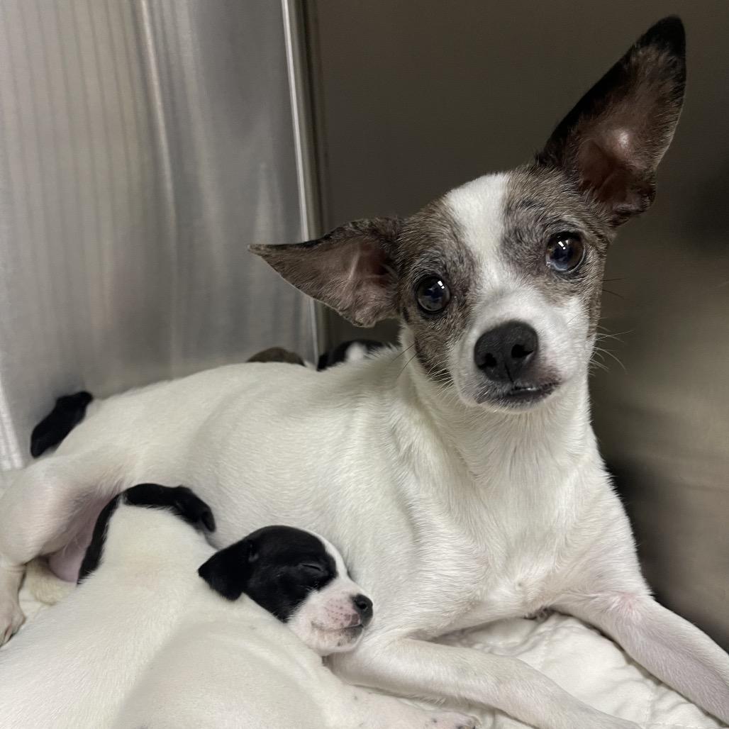 Enlarge Angie, a Adoptable mixed breed in Dallas, TX image 6/6