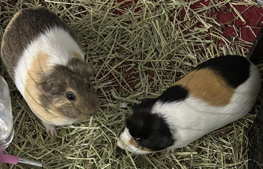 Cookie and Nugget, a Adoptable Guinea Pig in Amherst, NY image 1/2