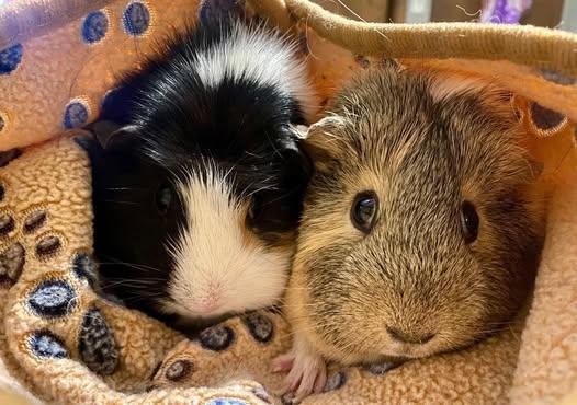 Cookie and Nugget, a Adoptable Guinea Pig in Amherst, NY image 2/2