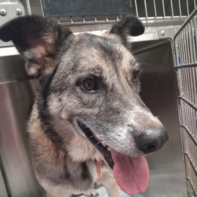 Rosie, Adoptable, Adult Female Mixed Breed.