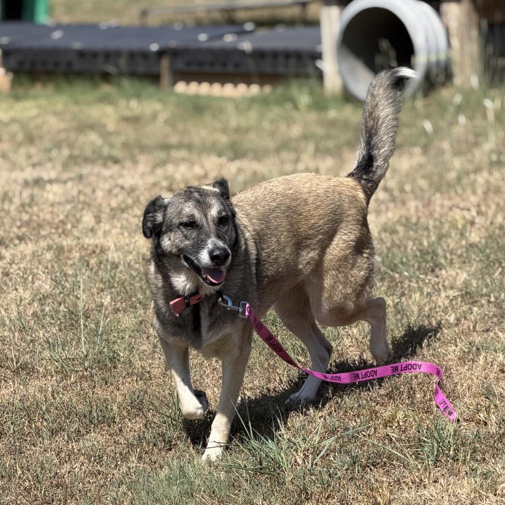 Enlarge Rosie, a Adoptable Mixed Breed in Pauls Valley, OK image 2/2