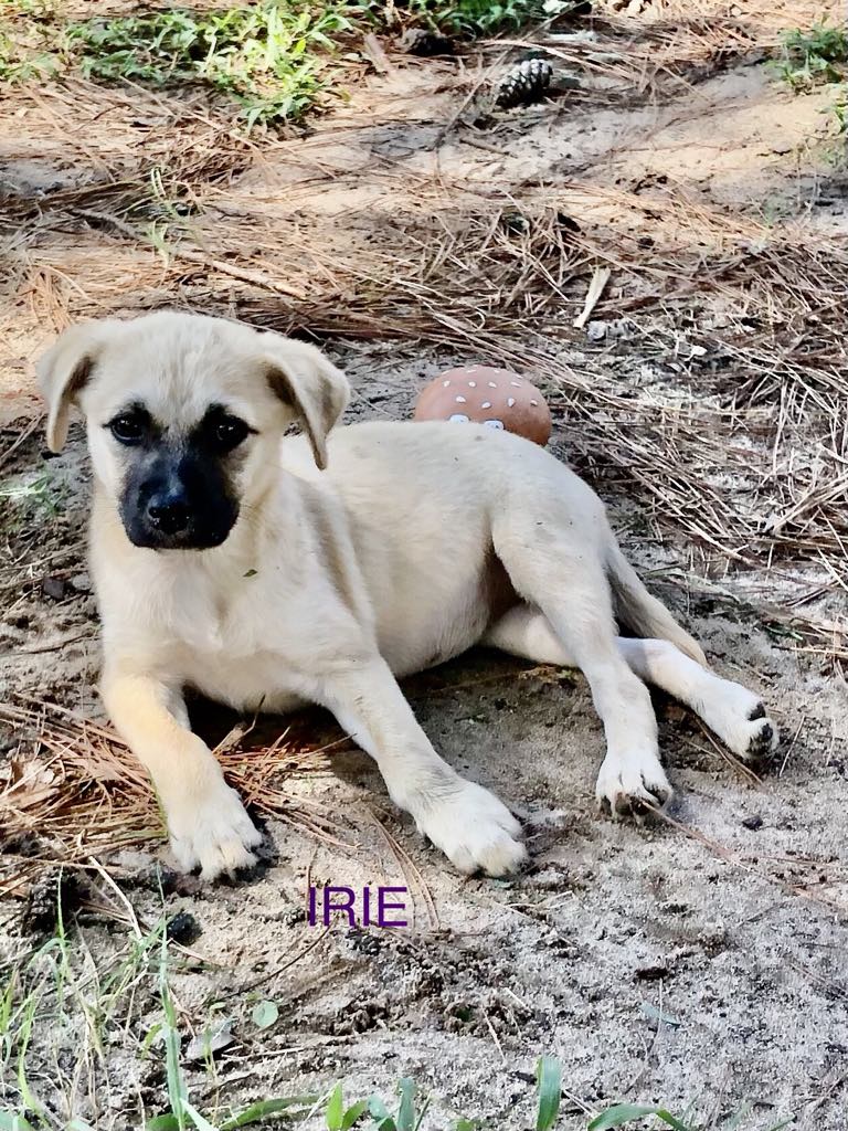 Dog for adoption Irie, a Mixed Breed in Blairstown, NJ Petfinder