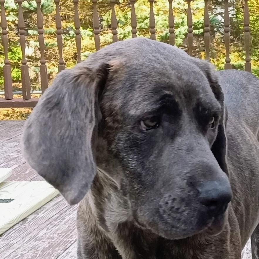 Honey, Adoptable, Adult Female Mixed Breed & Plott Hound.