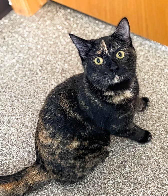 Enlarge Ellie, a Adopted mixed breed in Spooner, WI image 1/1