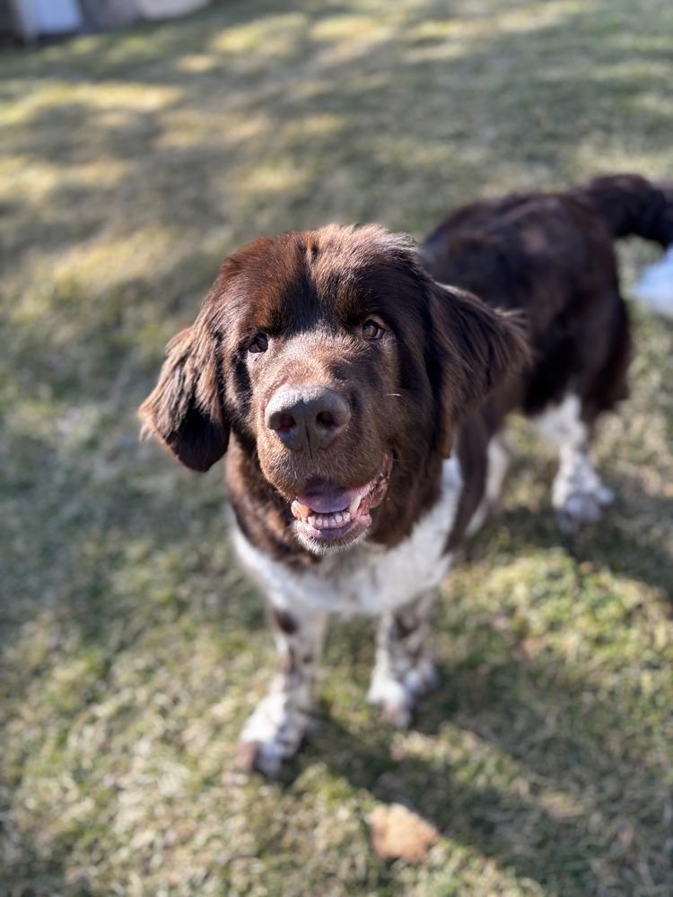 Fable, Adoptable, Adult Female Newfoundland Dog.