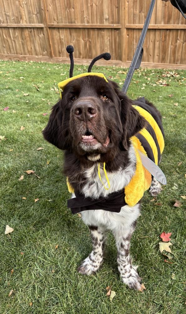Fable, Adoptable, Adult Female Newfoundland Dog.