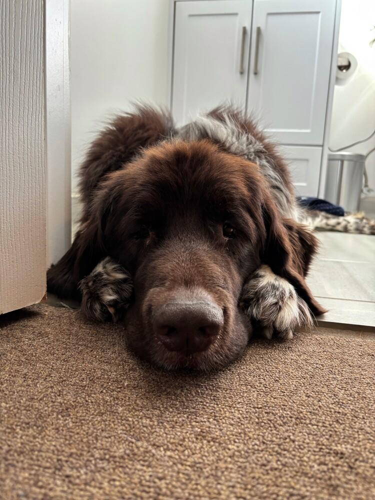 Enlarge Fable, a Adoptable Newfoundland Dog in Gales Ferry, CT image 2/6