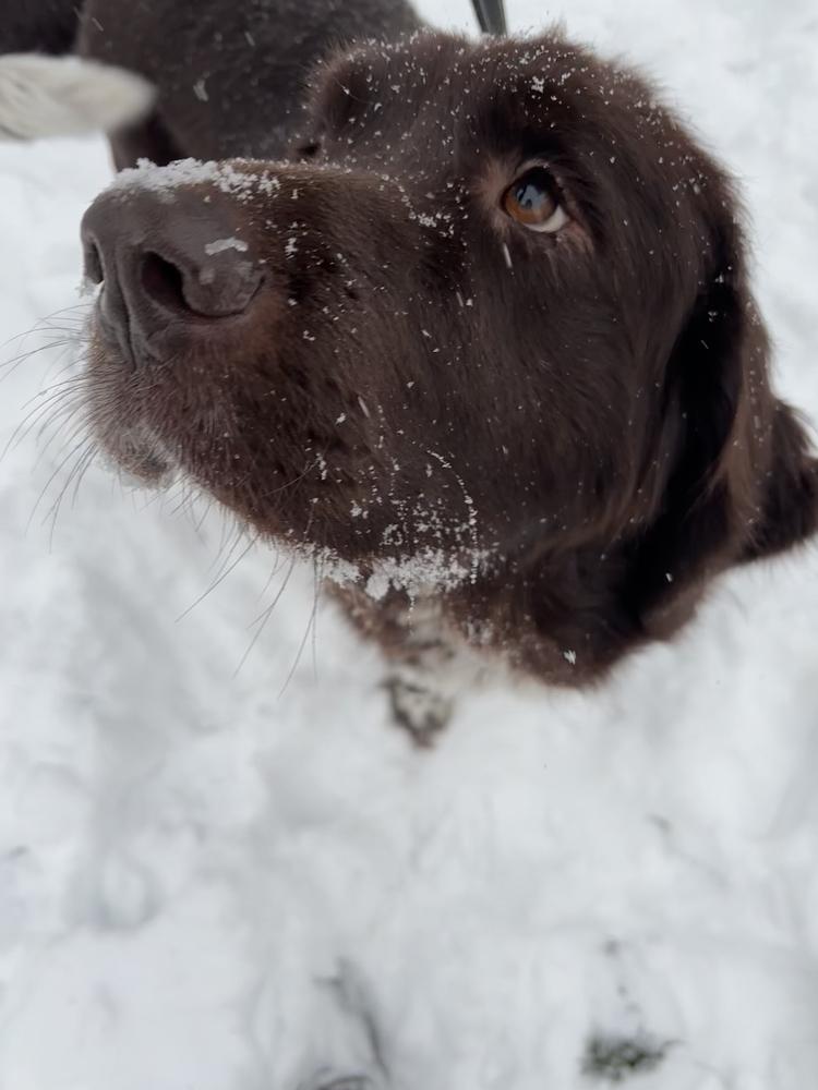 Enlarge Fable, a Adoptable Newfoundland Dog in Gales Ferry, CT image 3/6