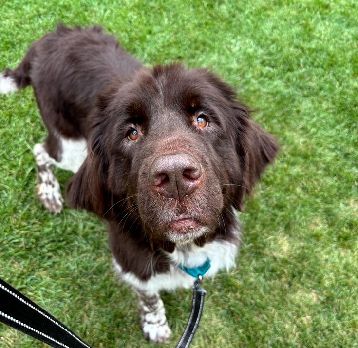 Enlarge Fable, a Adoptable Newfoundland Dog in Gales Ferry, CT image 4/6