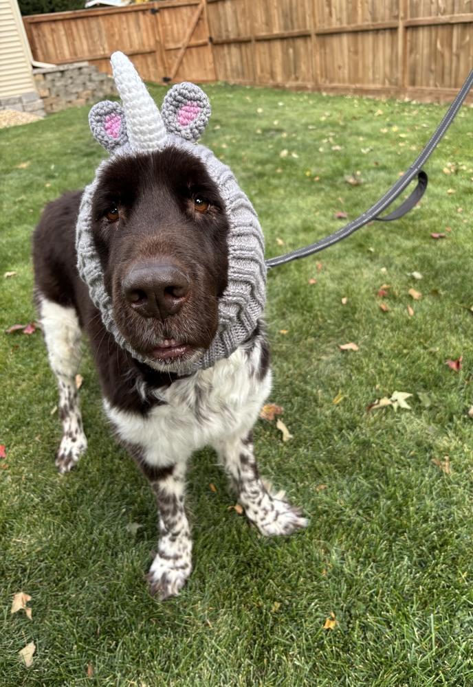 Enlarge Fable, a Adoptable Newfoundland Dog in Gales Ferry, CT image 6/6