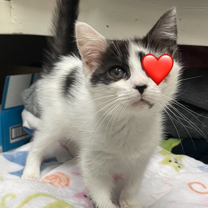 Enlarge Elsa, a Adopted mixed breed in New Windsor, NY image 1/1