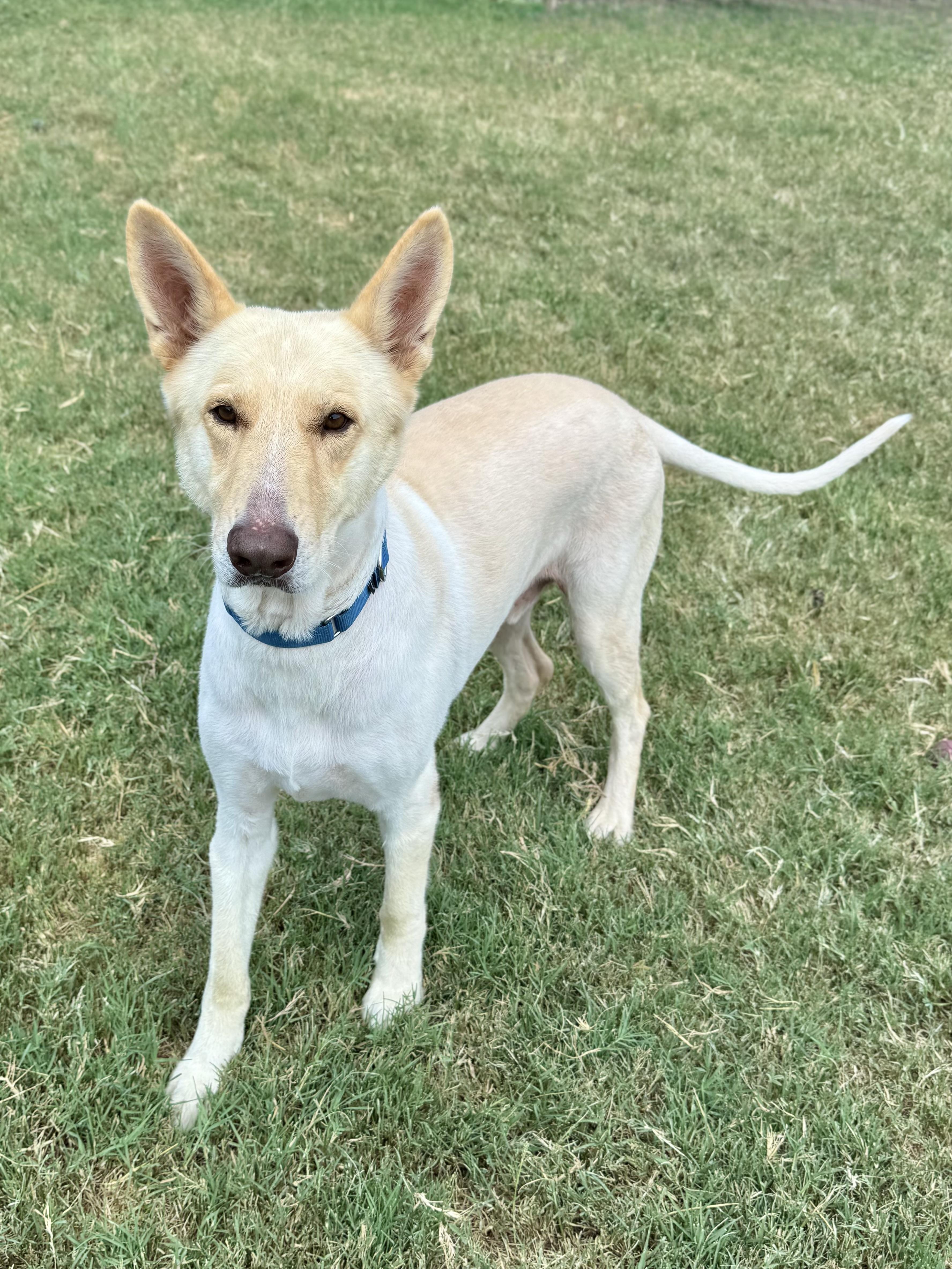 Lucky, a Adoptable German Shepherd Dog in Ansonia, CT image 6/6