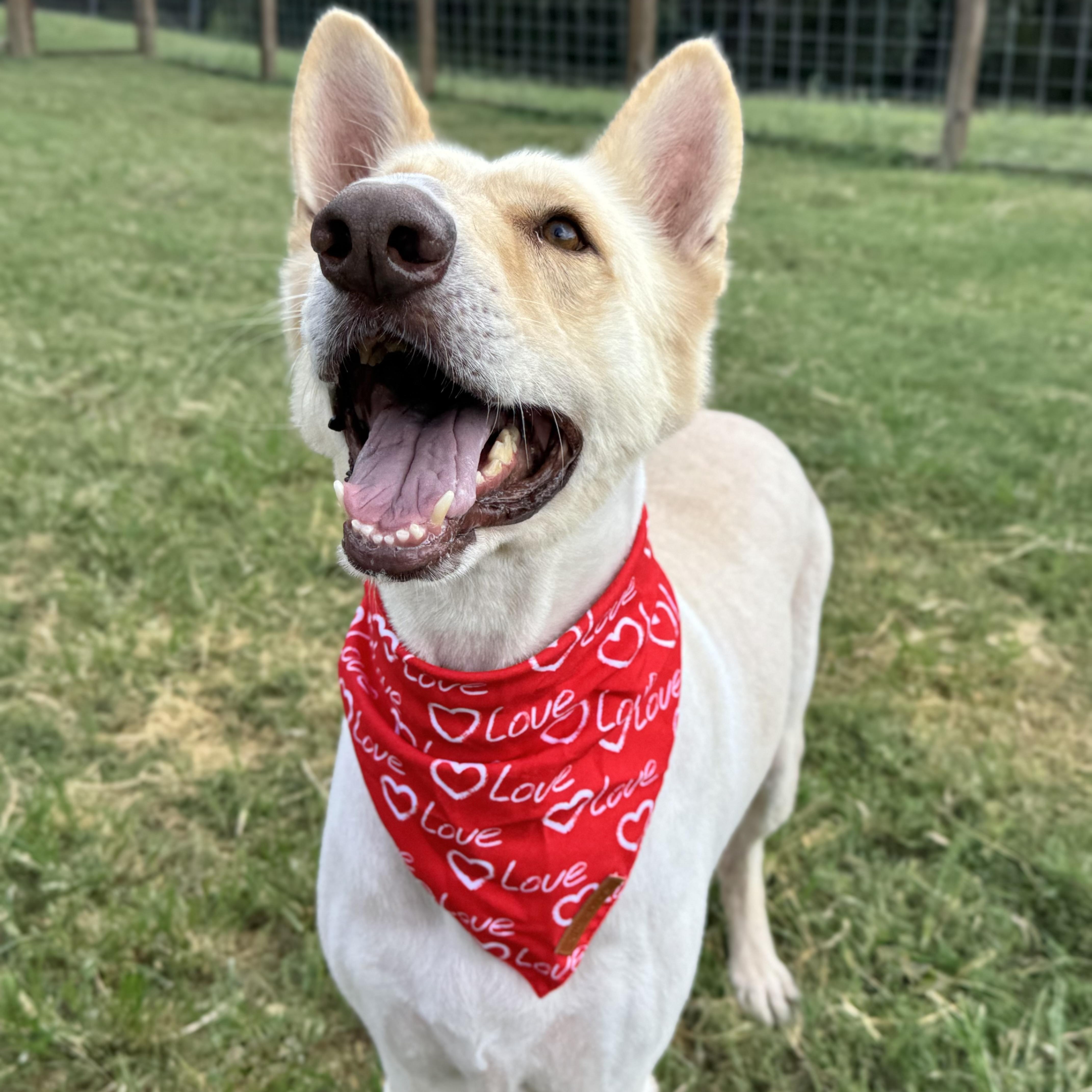 Lucky, Adoptable, Adult Male German Shepherd Dog.