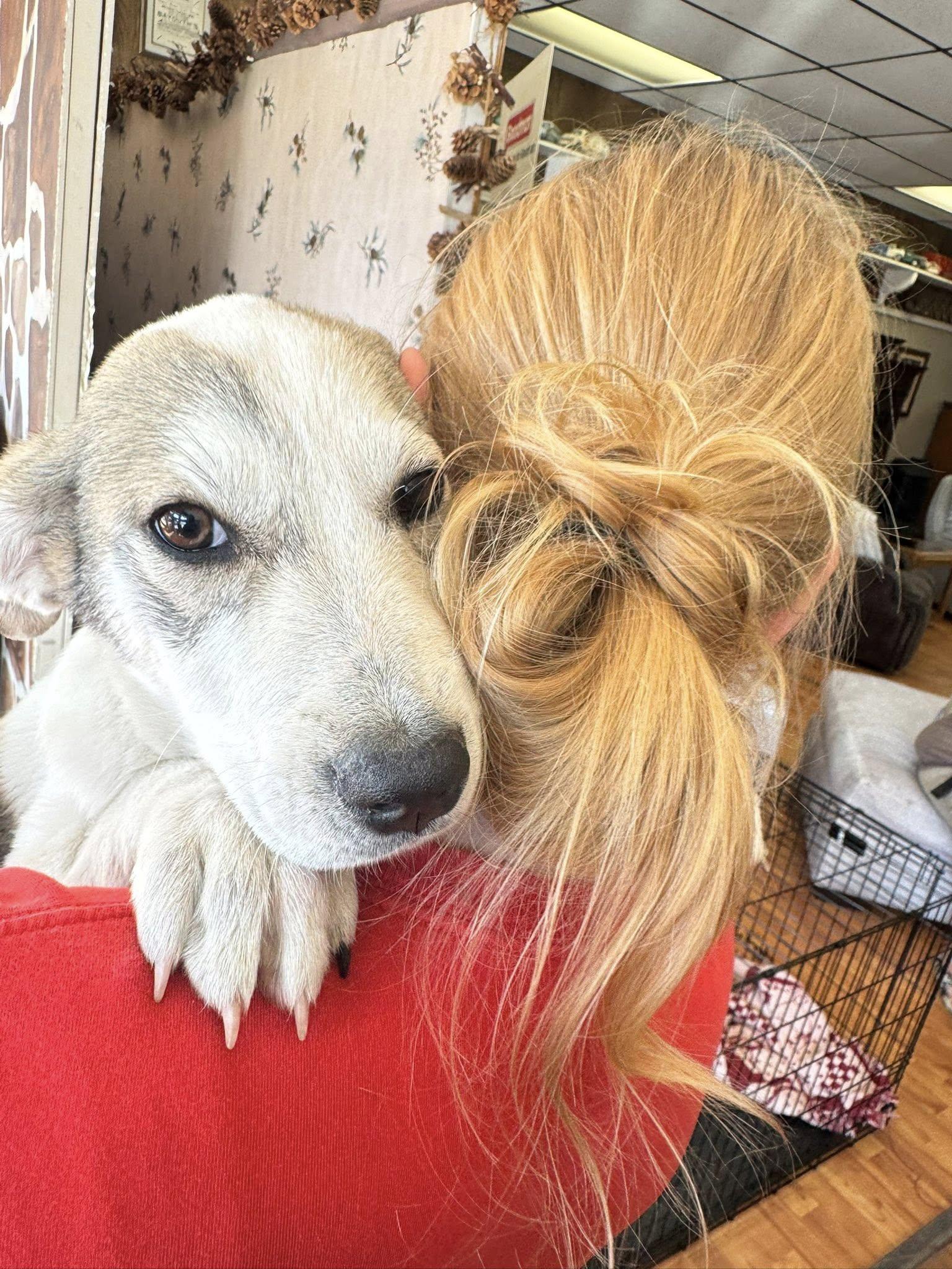 Enlarge Silver, a Adoptable mixed breed in Cleveland, OK image 1/1