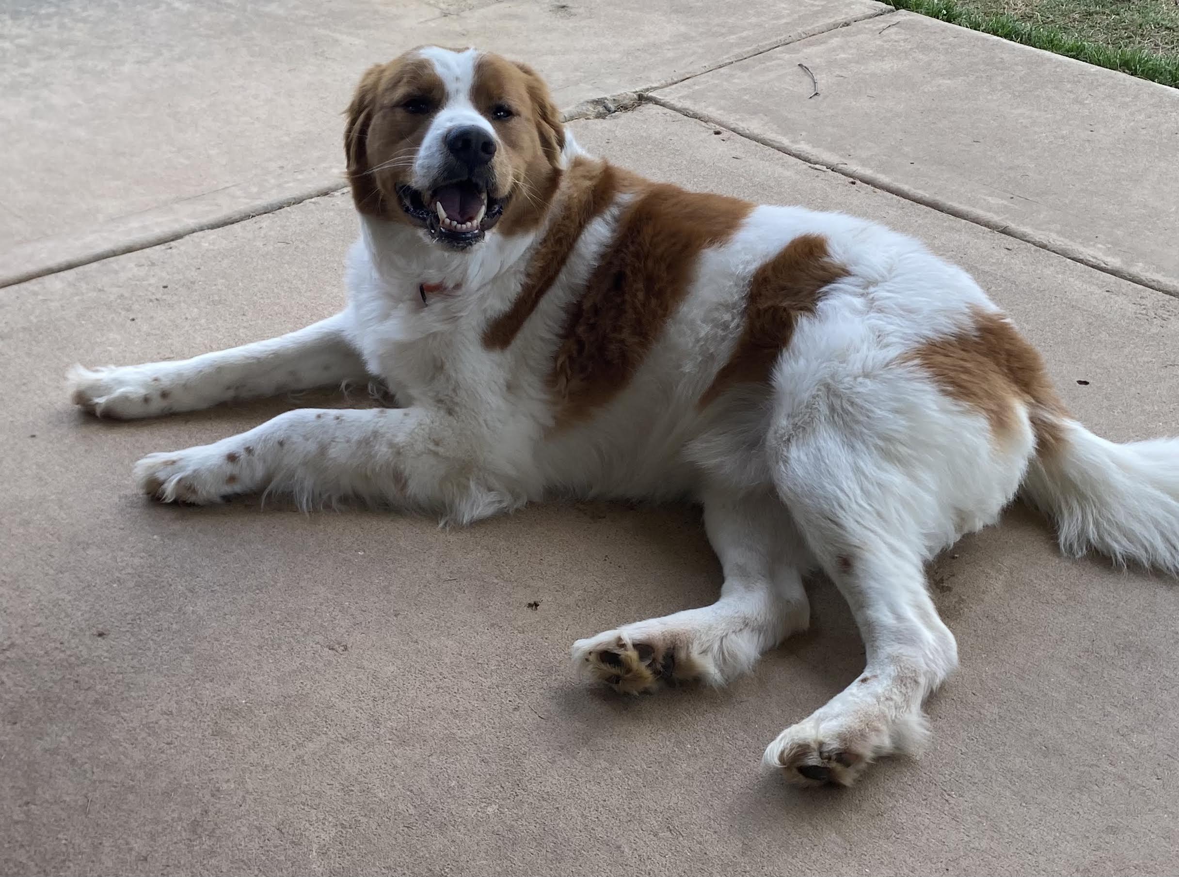 Enlarge Brax, a ADOPTABLE mixed breed in Cumming, GA image 4/5