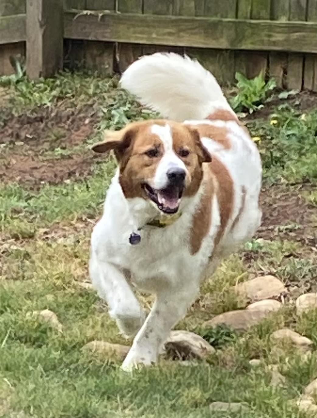 Enlarge Brax, a ADOPTABLE mixed breed in Cumming, GA image 5/5