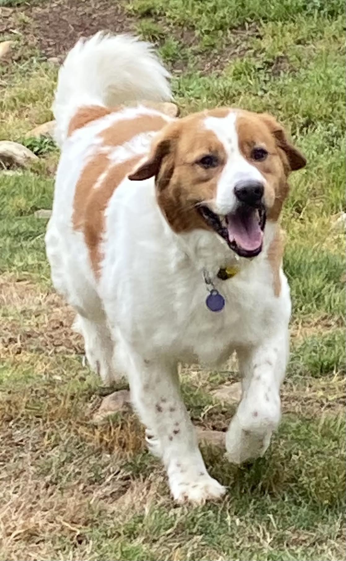 Enlarge Brax, a ADOPTABLE mixed breed in Cumming, GA image 1/5