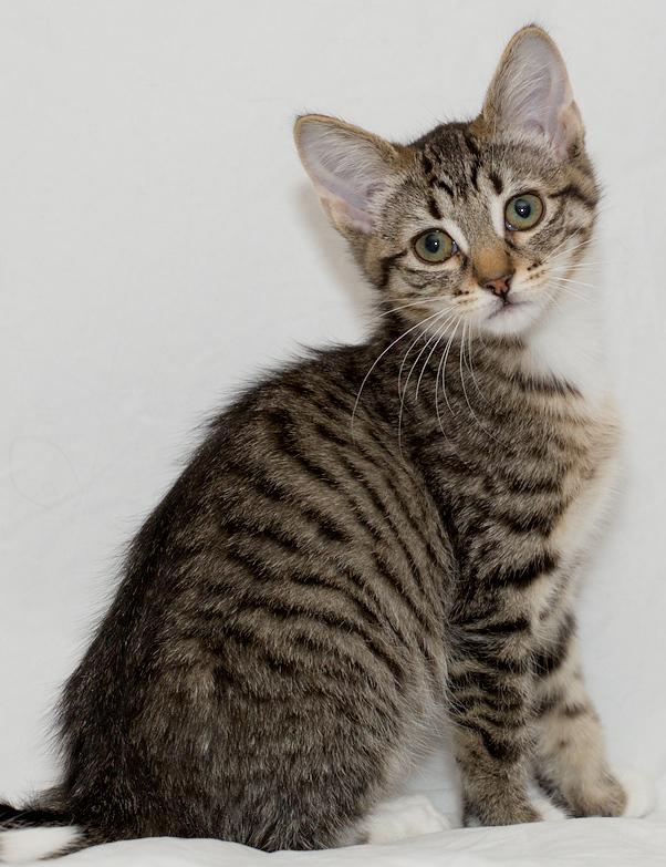 Dorothy, ADOPTABLE, Young Female Domestic Short Hair.