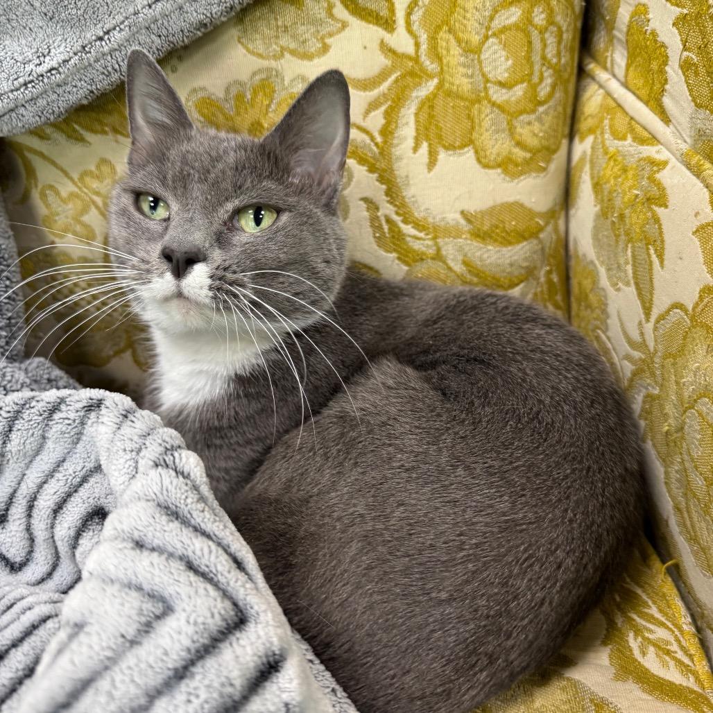 Ivy, a Adoptable Domestic Short Hair in Shinnston, WV image 1/2