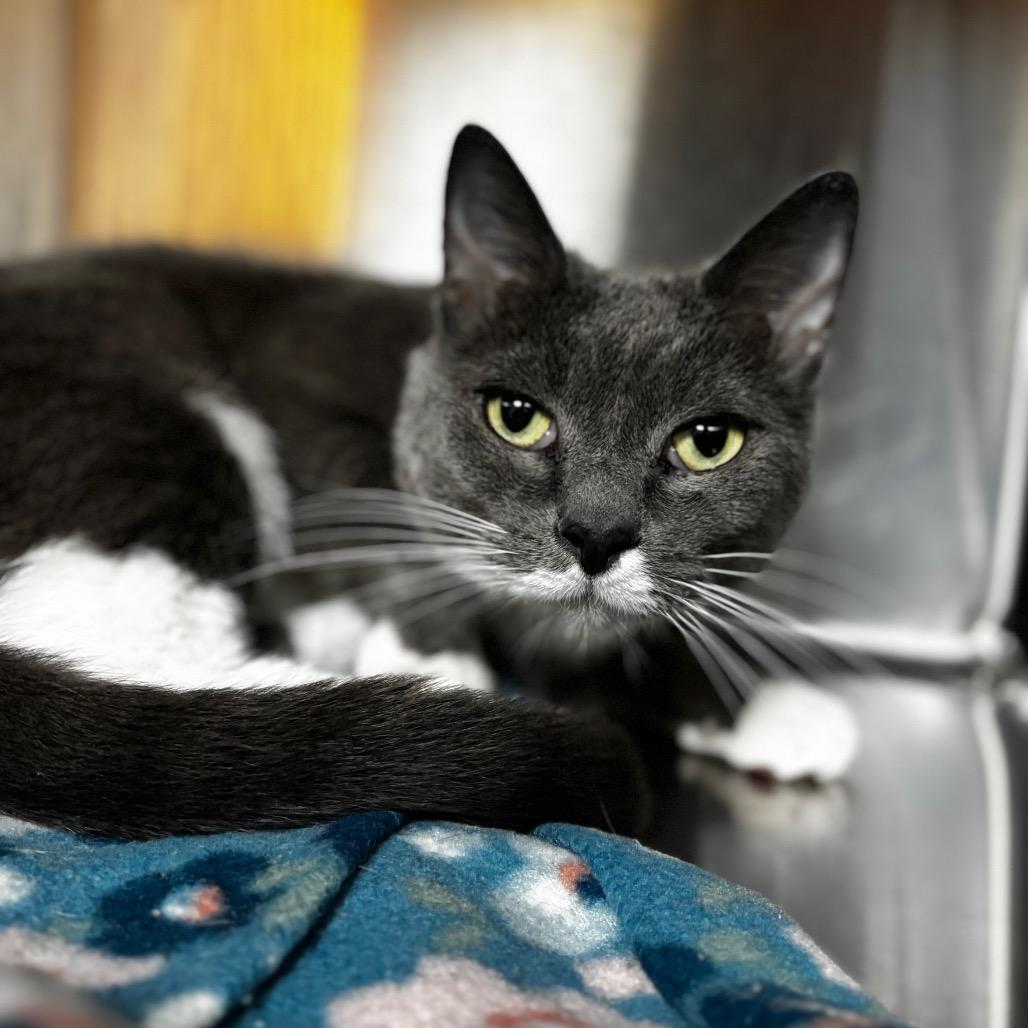 Ivy, a Adoptable Domestic Short Hair in Shinnston, WV image 2/2