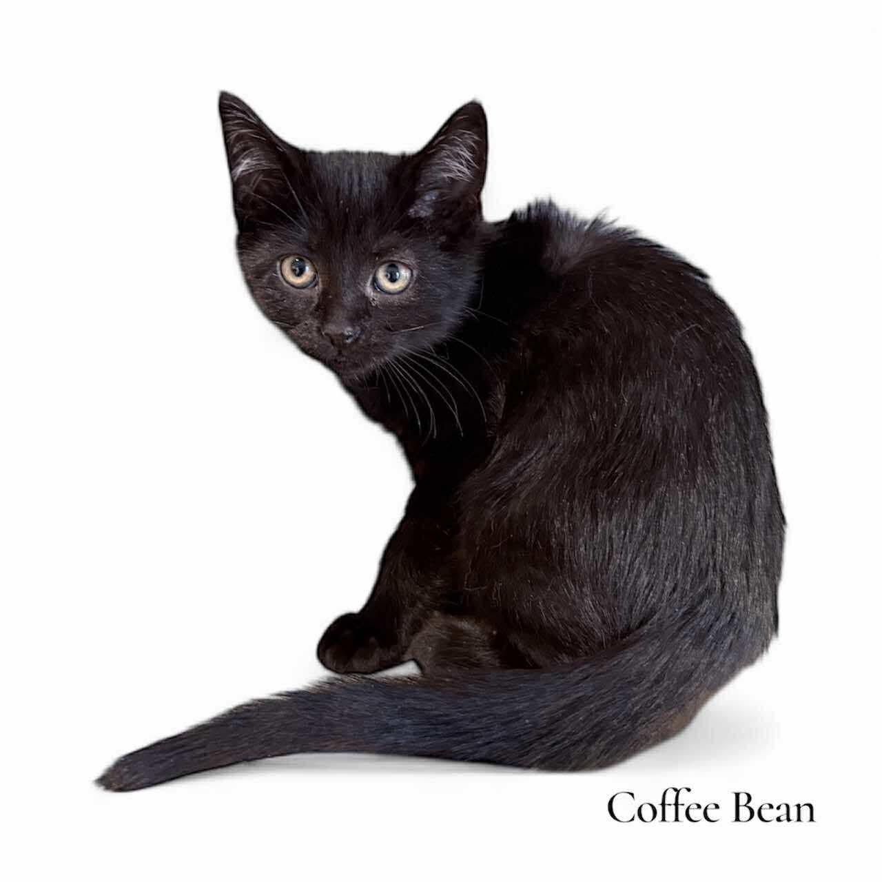 Enlarge Coffee Bean, a Adoptable Domestic Short Hair in Stevensville, MI image 3/3