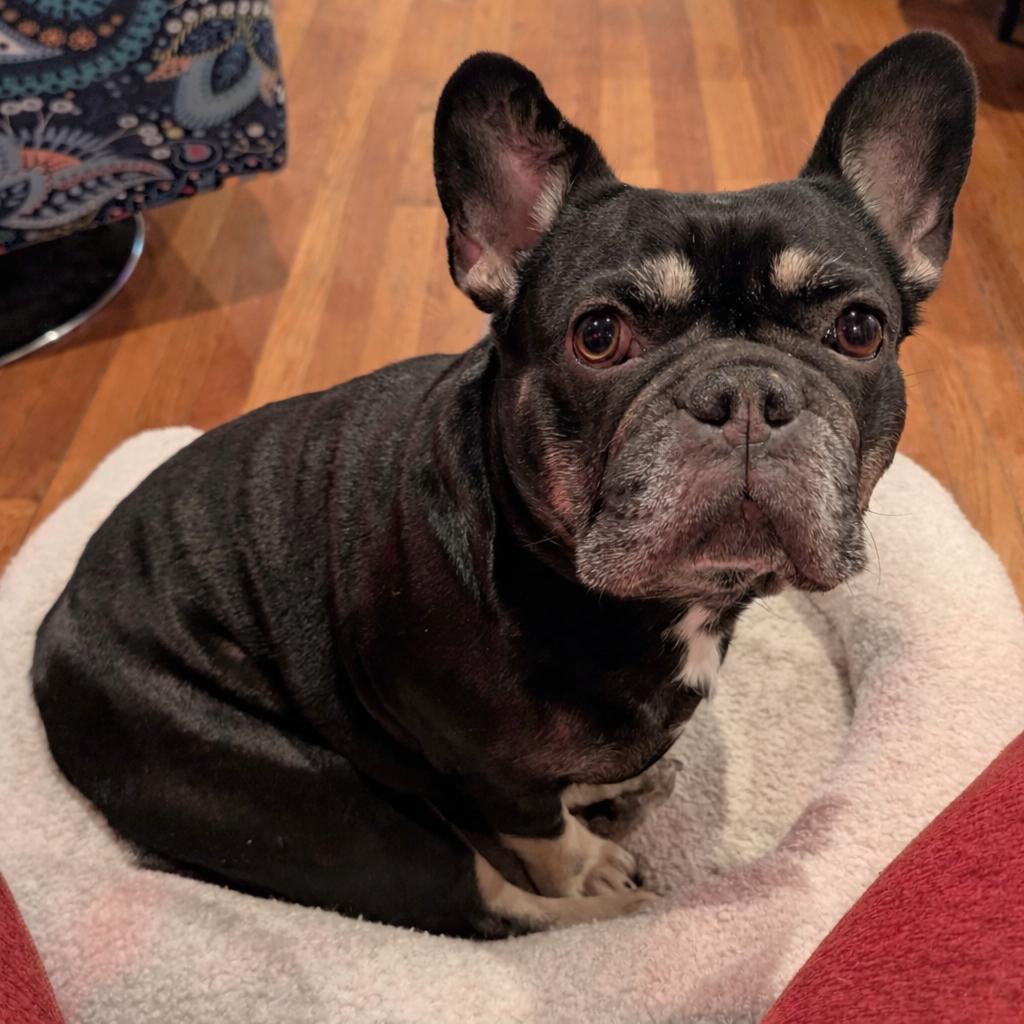 5G, Adoptable, Young Female French Bulldog.