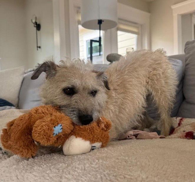 Enlarge Tyson, a Adopted mixed breed in San Diego, CA image 1/3