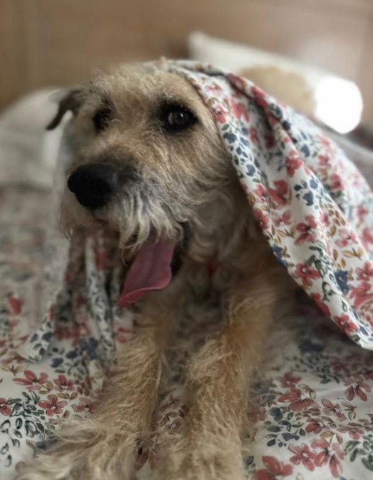 Enlarge Tyson, a Adopted mixed breed in San Diego, CA image 2/3