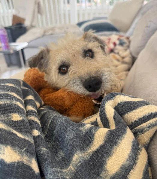 Enlarge Tyson, a Adopted mixed breed in San Diego, CA image 3/3