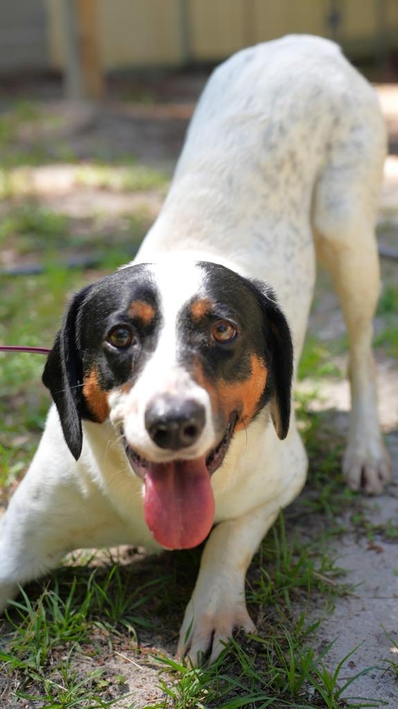 Little Harry, Adoptable, Young Male Terrier.