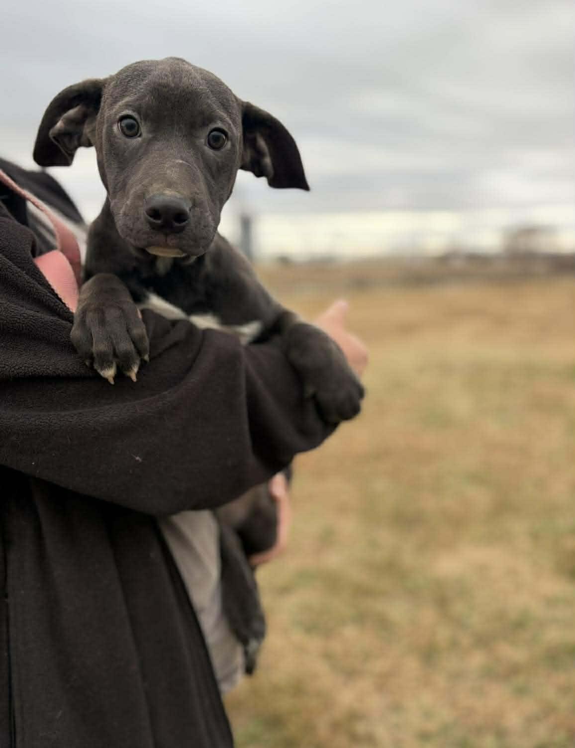 Bluebell, a Adoptable Mixed Breed in Northwood, NH image 1/3