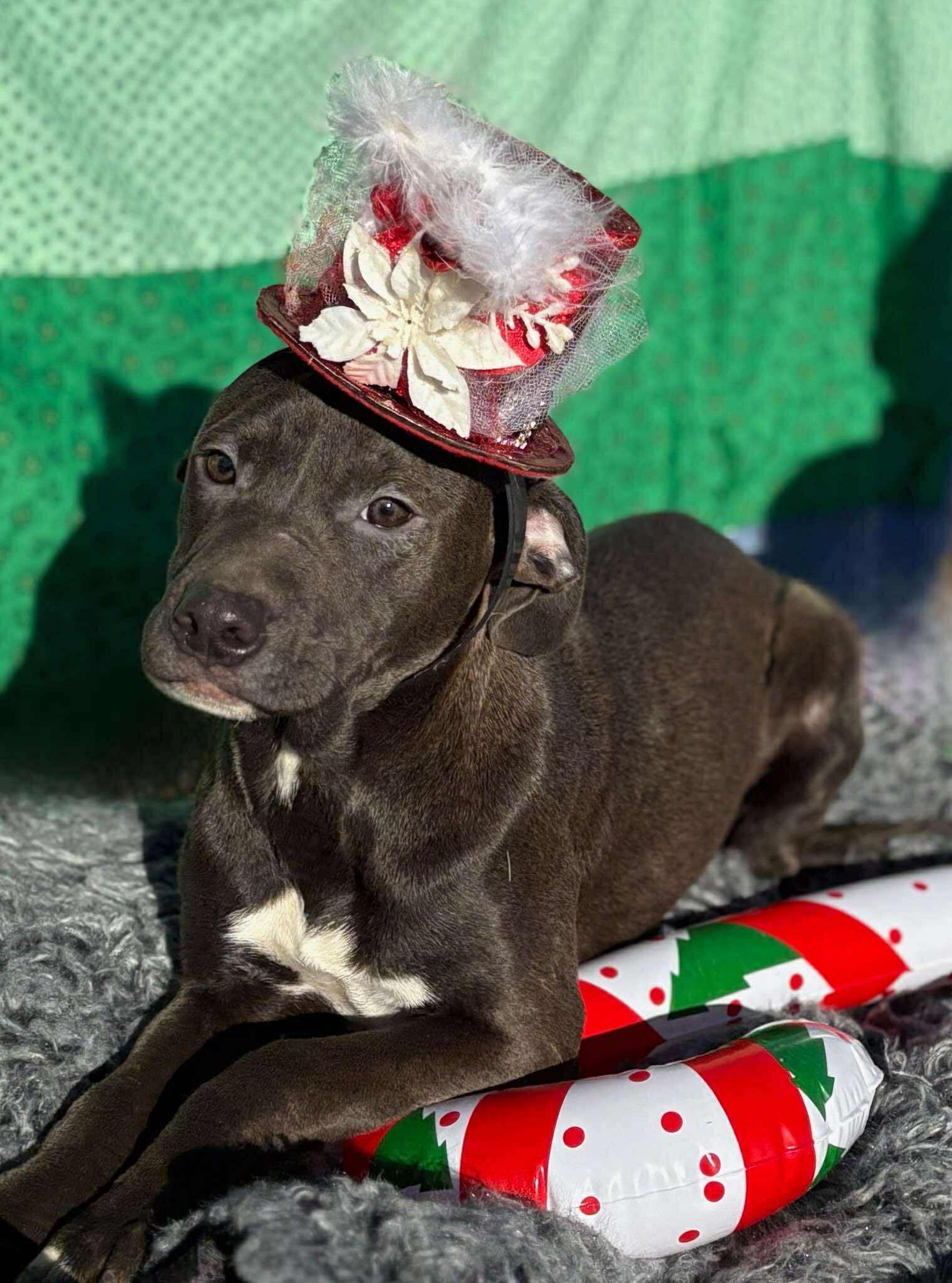 Enlarge Bluebell, an adopted Mixed Breed in Northwood, NH image 1/2