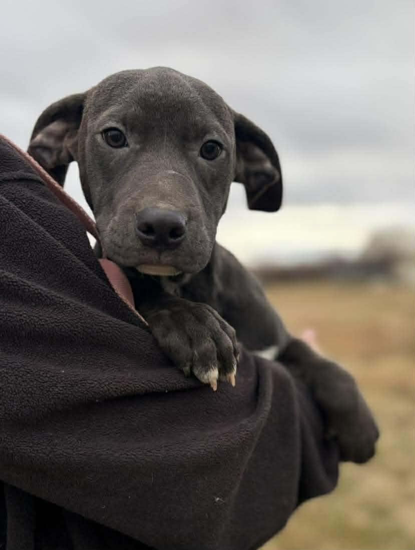 Bluebell, a Adoptable Mixed Breed in Northwood, NH image 2/3