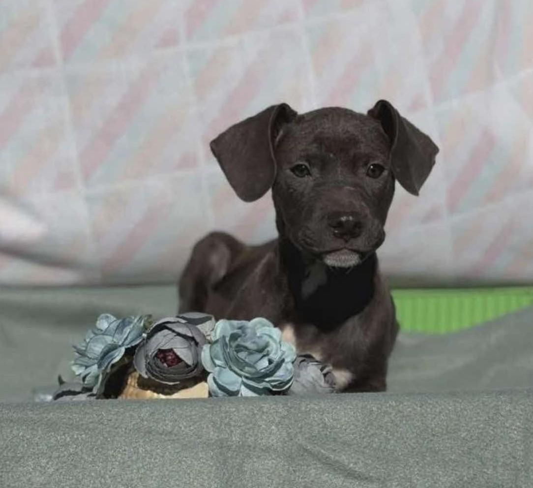 Bluebell, a Adoptable Mixed Breed in Northwood, NH image 3/3