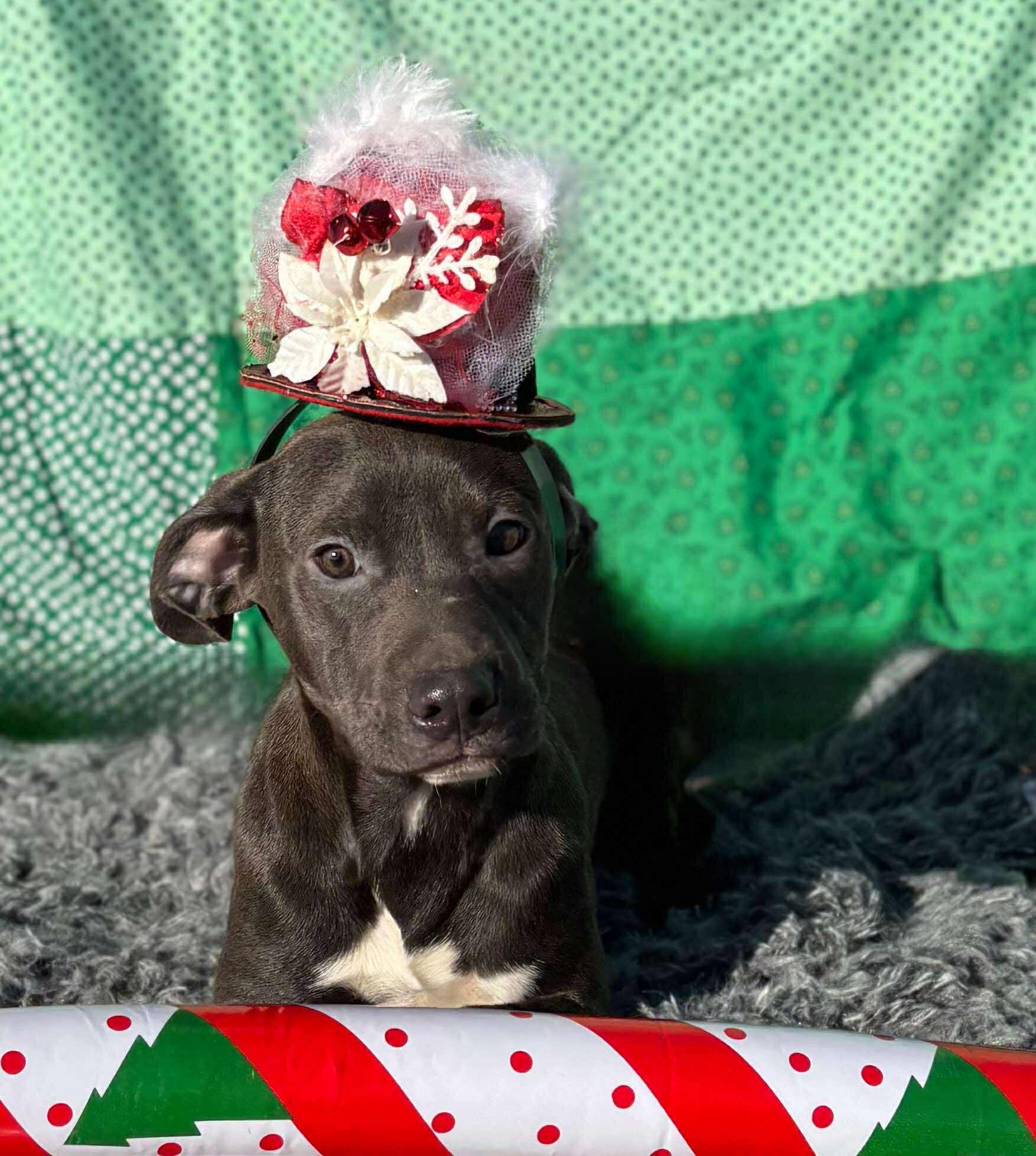 Enlarge Bluebell, an adopted Mixed Breed in Northwood, NH image 2/2