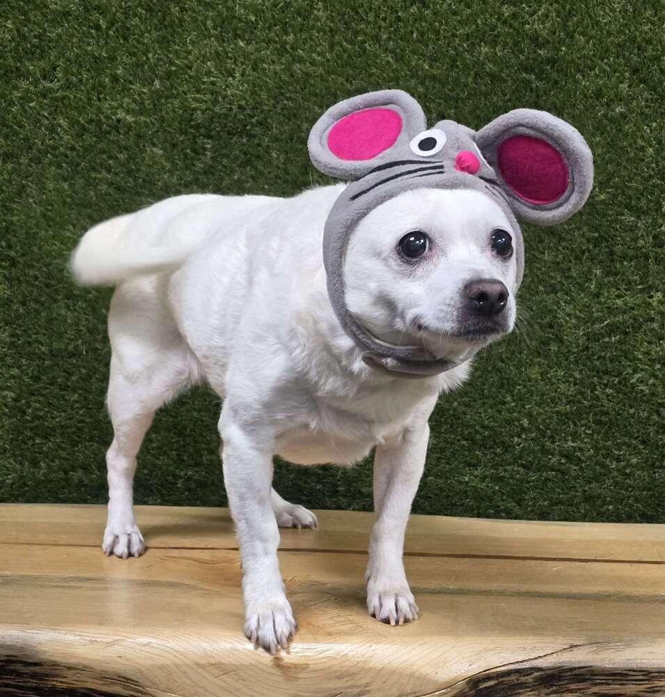 Daisy, a Adoptable mixed breed in Anderson, CA image 1/5