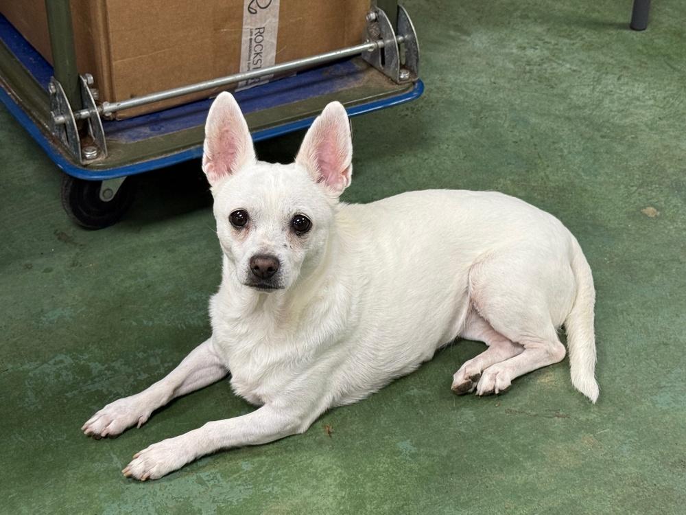 Daisy, a Adoptable mixed breed in Anderson, CA image 2/5