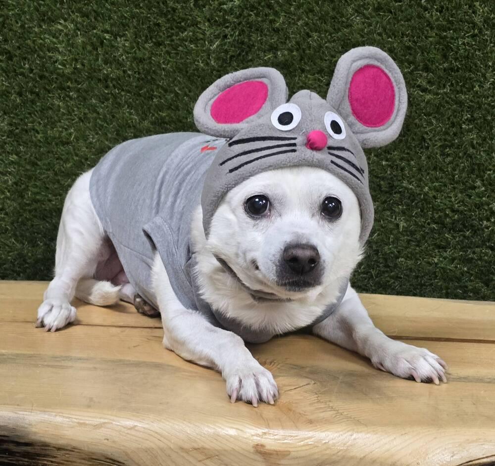 Daisy, a Adoptable mixed breed in Anderson, CA image 3/5