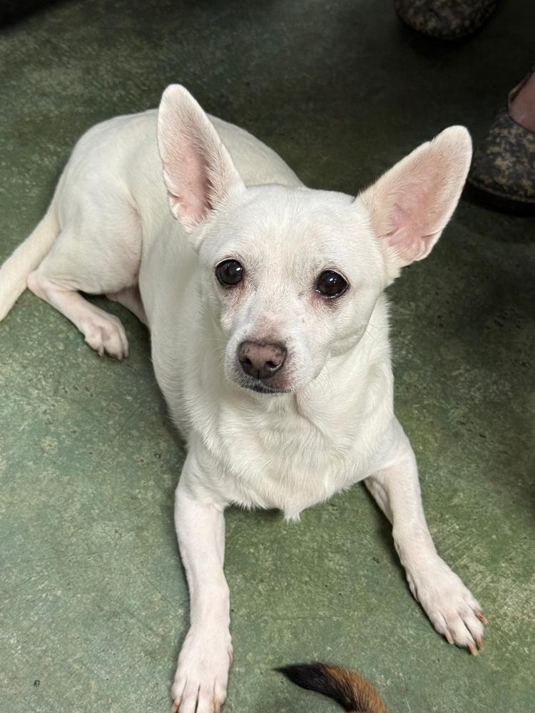 Daisy, a Adoptable mixed breed in Anderson, CA image 4/5