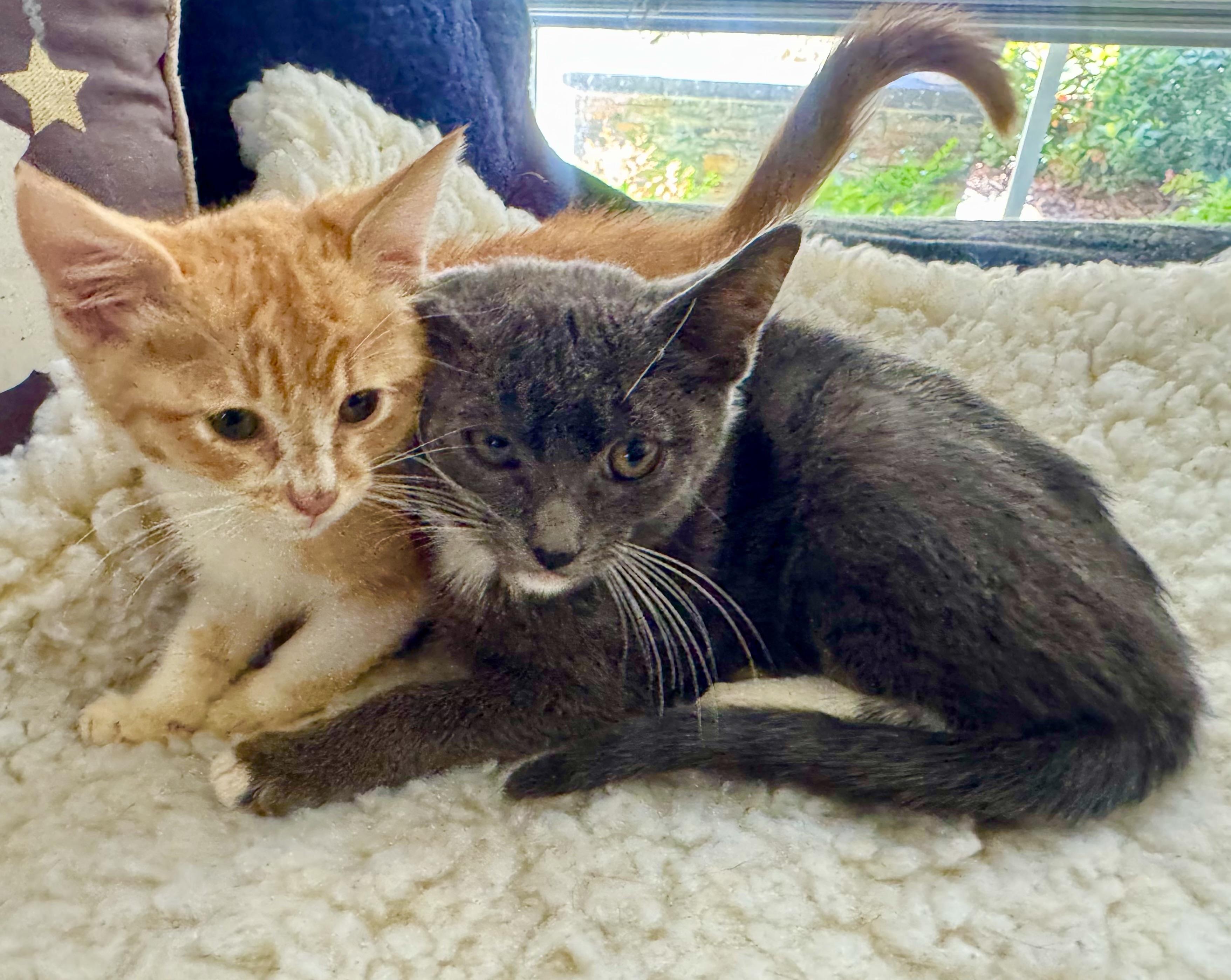 Thor and Skylar (curious / sweet / playful) photo 2