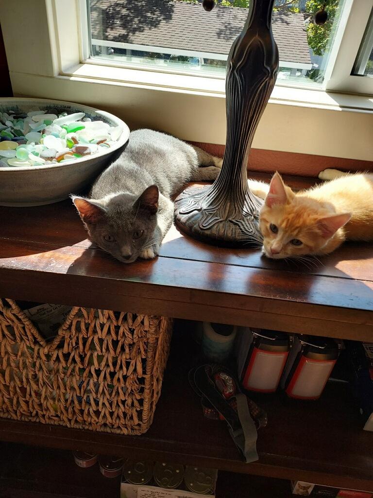 Thor and Skylar (curious / sweet / playful), Baby Male unknown