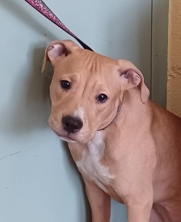 Enlarge YONKERS-Hold for Sara, a Adopted mixed breed in Kensington, CT image 1/1
