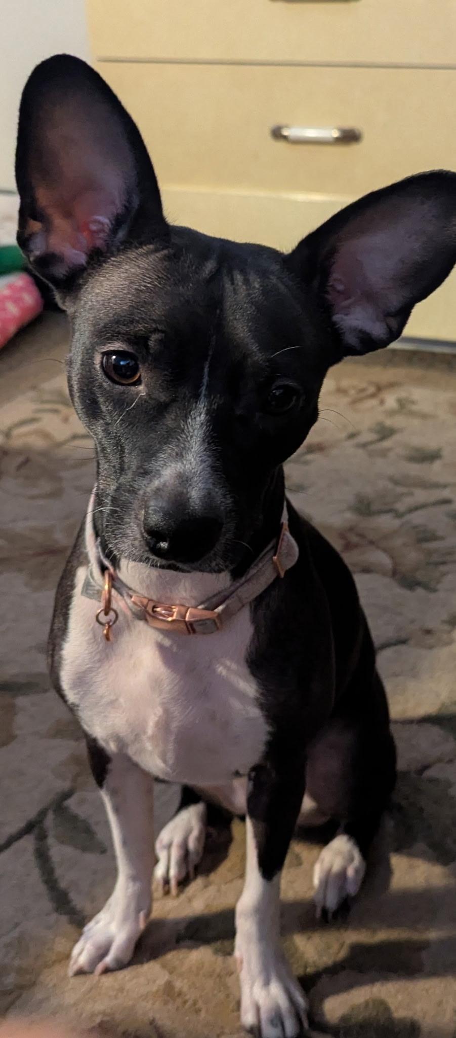 Enlarge Jasmine rose 0125, an adoptable mixed breed in Sonora, CA image 2/6