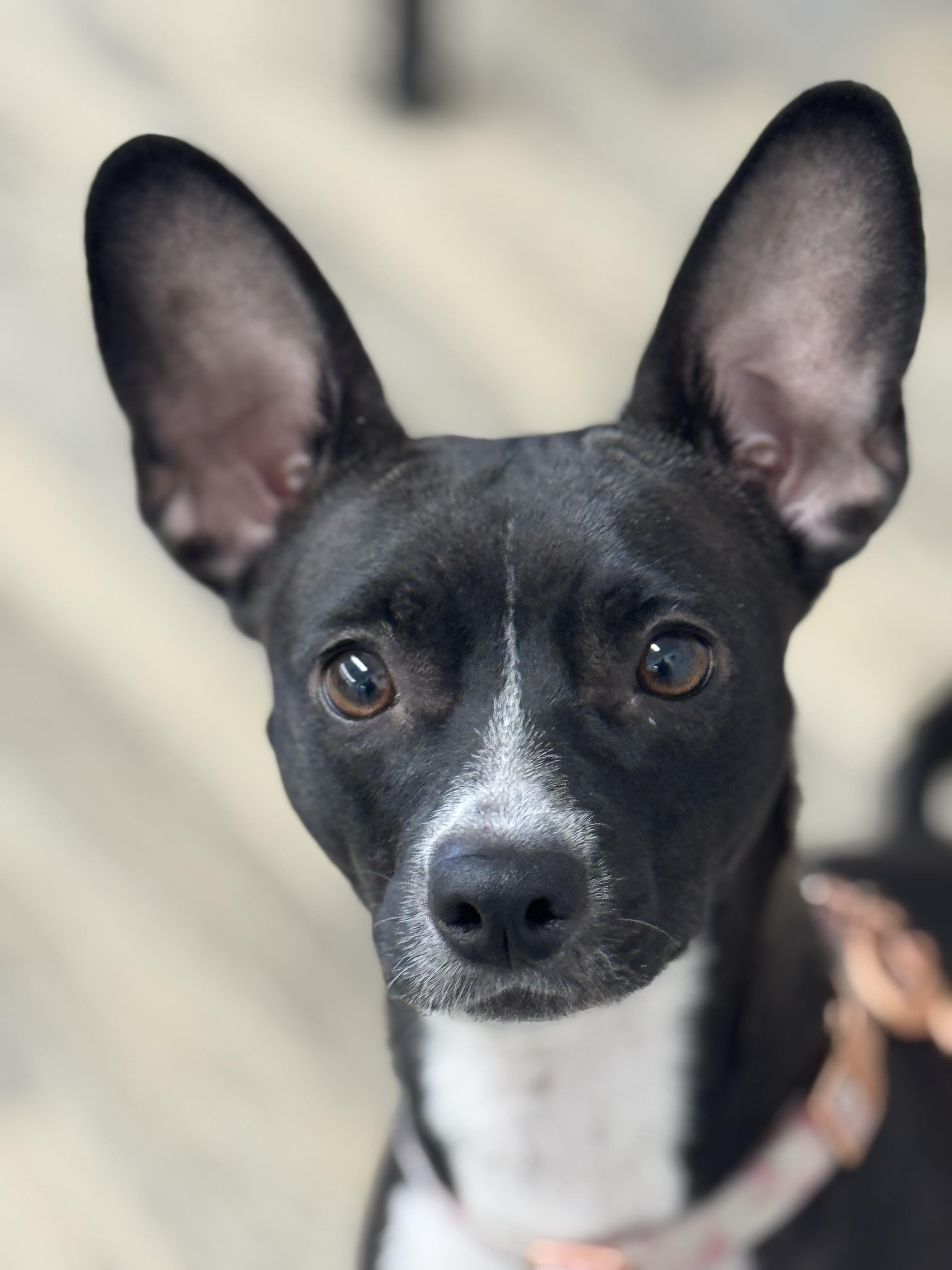 Enlarge Jasmine rose 0125, an adoptable mixed breed in Sonora, CA image 6/6