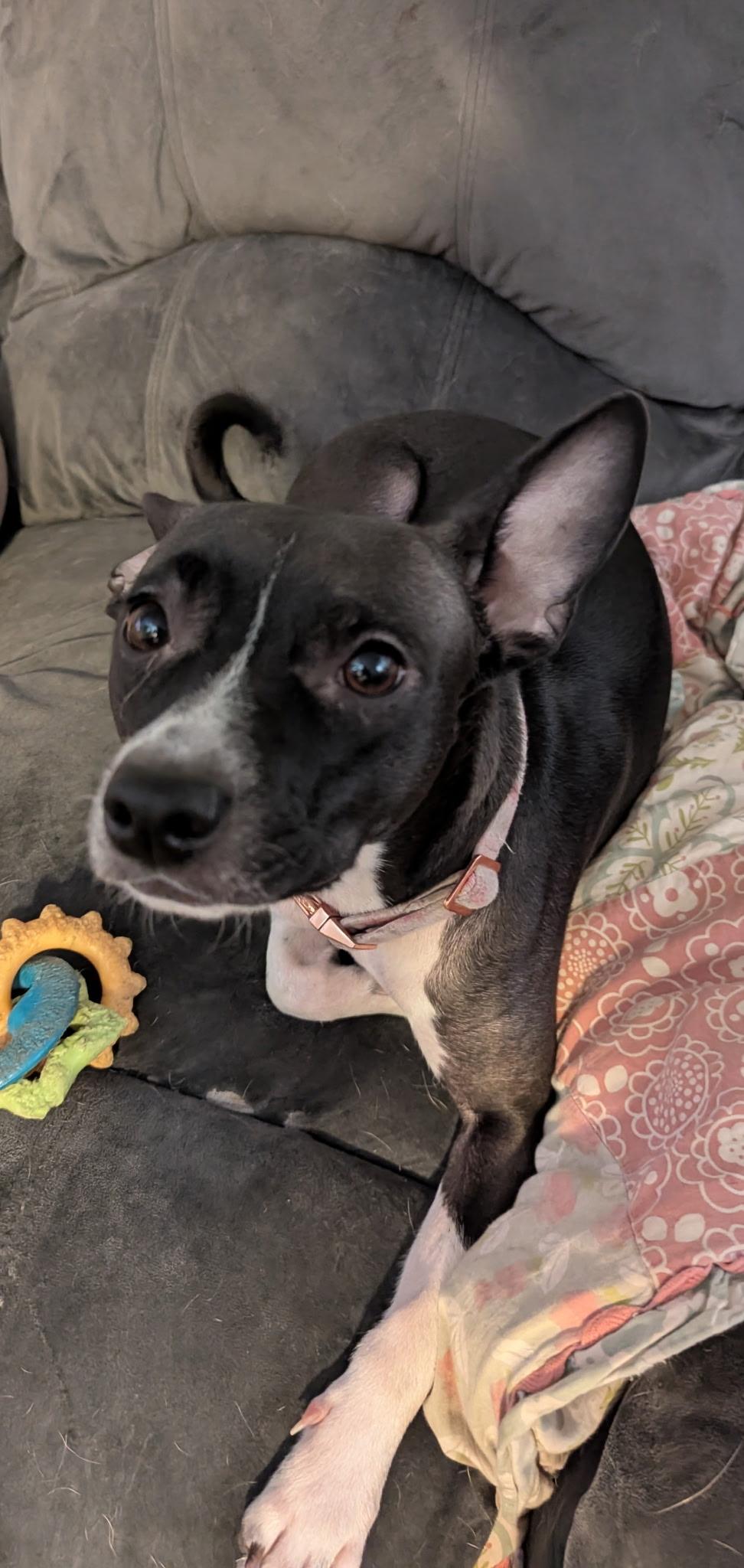 Enlarge Jasmine rose 0125, an adoptable mixed breed in Sonora, CA image 3/6