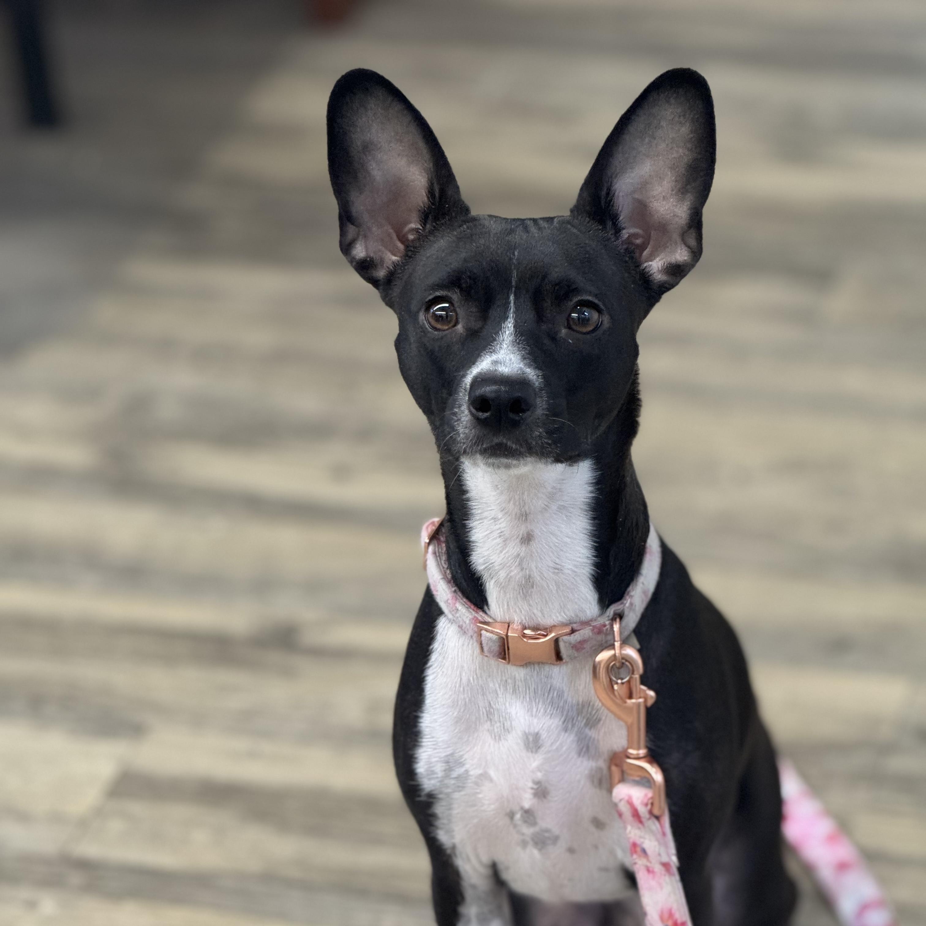 Enlarge Jasmine rose 0125, an adoptable mixed breed in Sonora, CA image 1/6