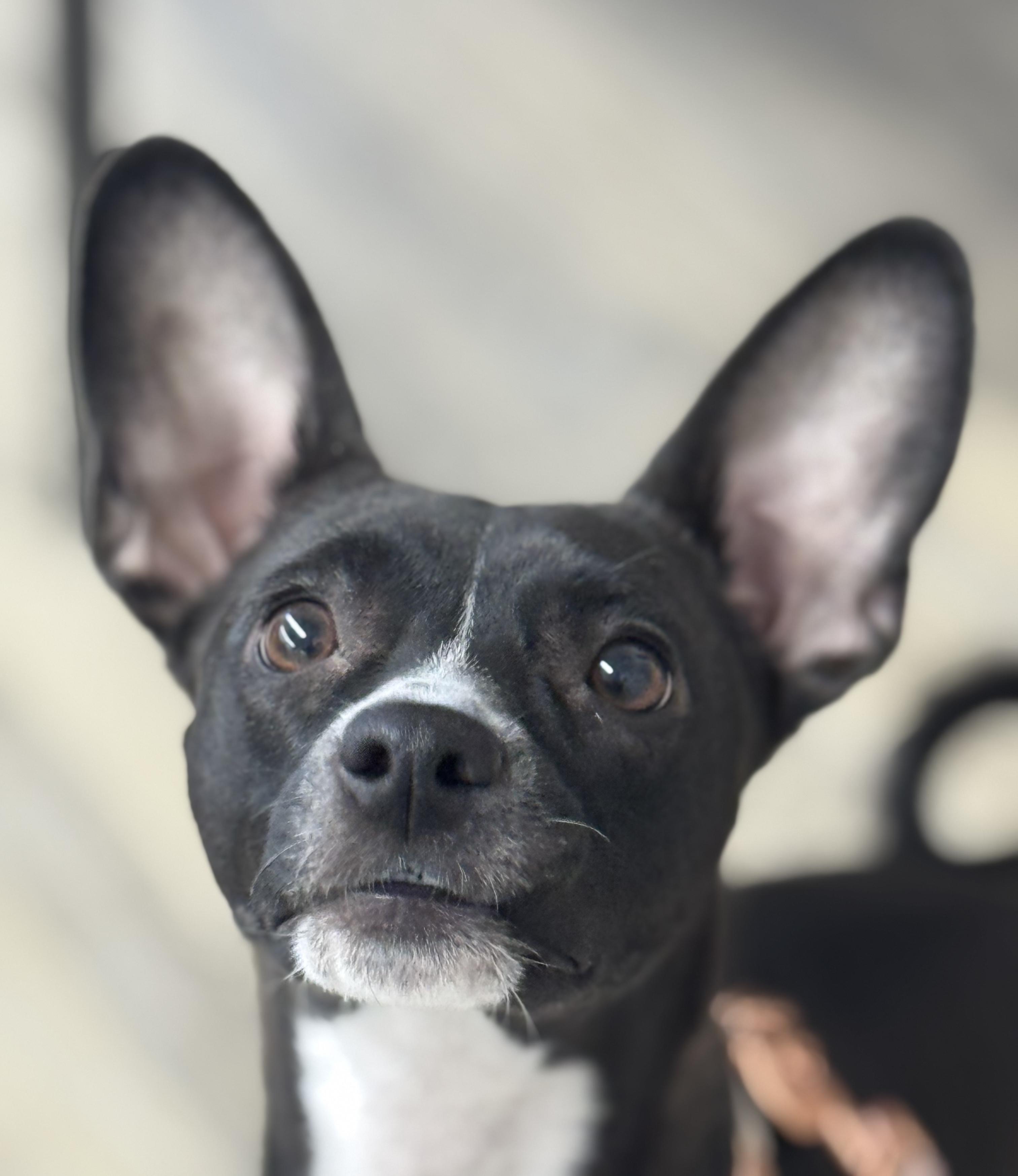 Enlarge Jasmine rose 0125, an adoptable mixed breed in Sonora, CA image 5/6