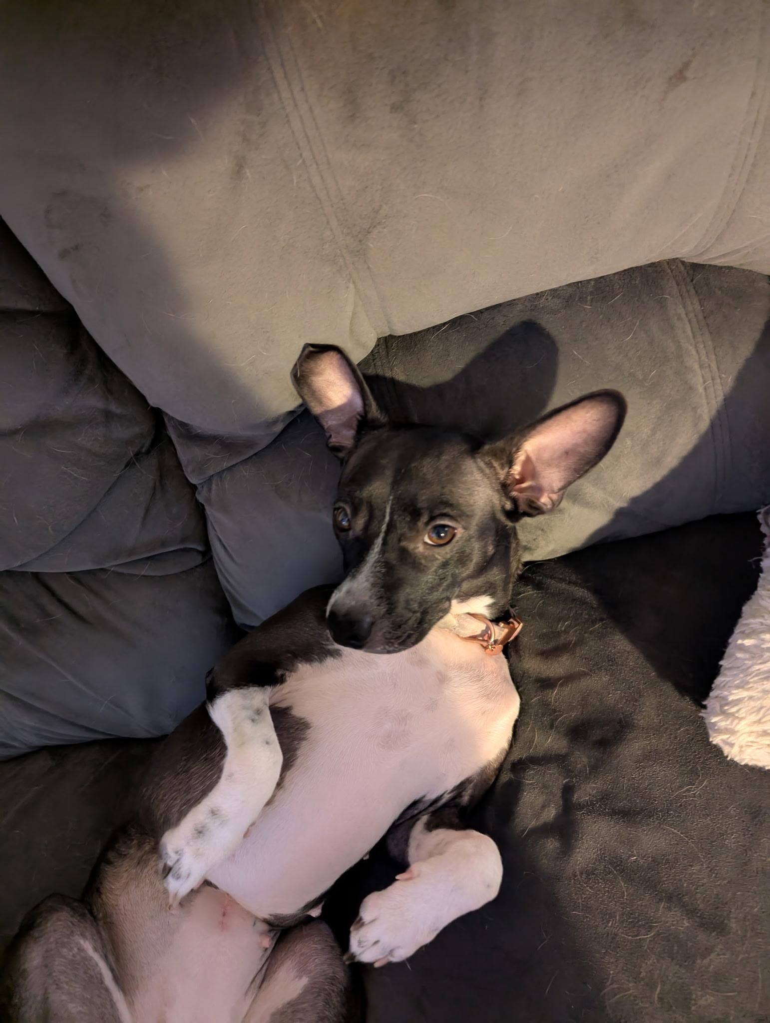 Enlarge Jasmine rose 0125, an adoptable mixed breed in Sonora, CA image 4/6